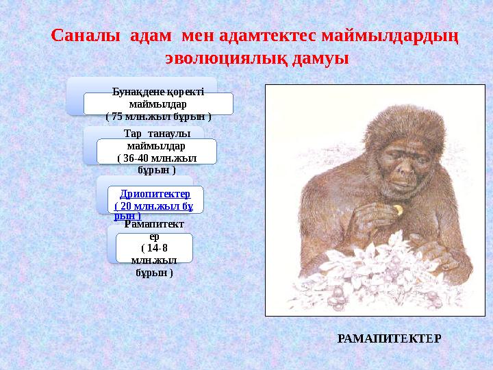 Саналы адам мен адамтектес маймылдардың эволюциялық дамуы Бунақдене қоректі маймылдар ( 75 млн.жыл бұрын ) Тар танаулы май