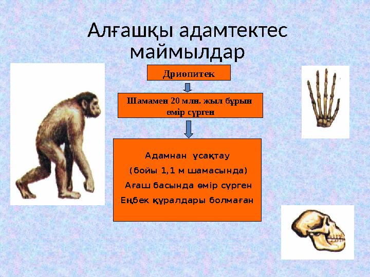 Алғашқы адамтектес маймылдар Дриопитек Шамамен 20 млн. жыл бұрын өмір сүрген Адамнан ұсақтау (бойы 1,1 м шамасында) Ағаш