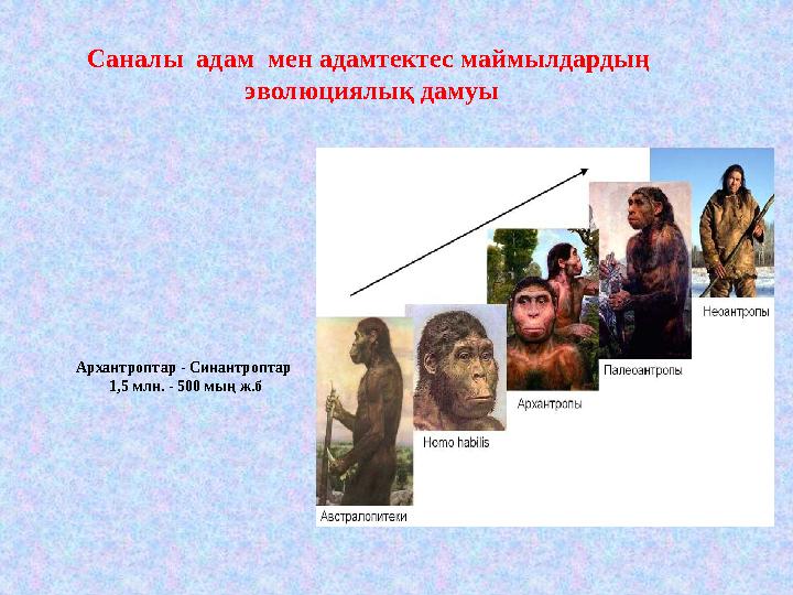 Саналы адам мен адамтектес маймылдардың эволюциялық дамуы Архантроптар - Синантроптар 1,5 млн. - 500 мың ж.б