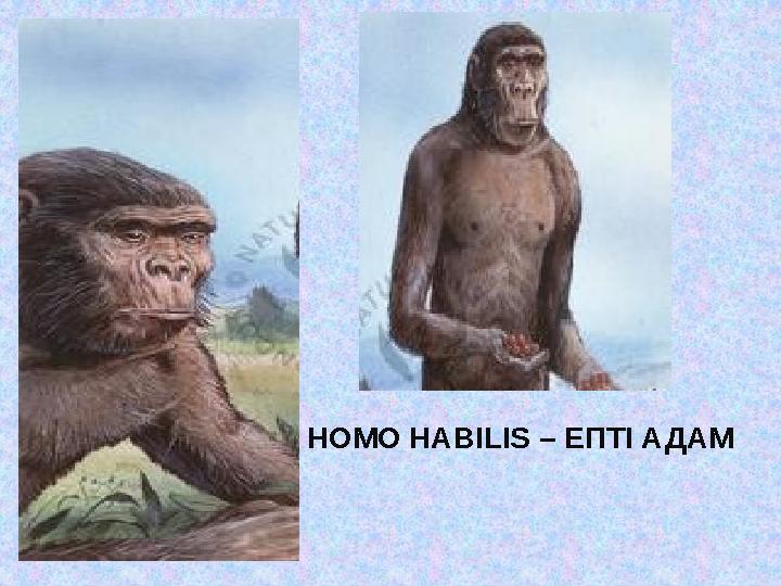 HOMO HABILIS – ЕПТІ АДАМ