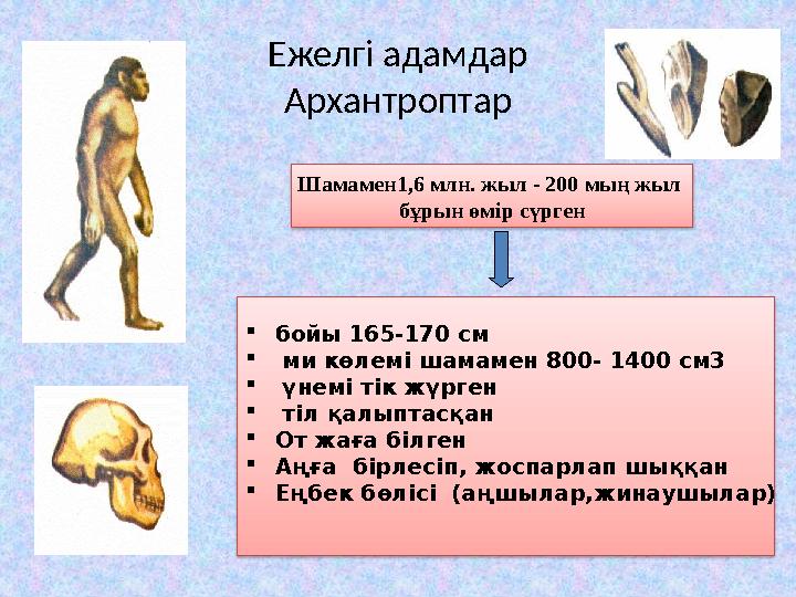 Ежелгі адамдар Архантроптар Шамамен1,6 млн. жыл - 200 мың жыл бұрын өмір сүрген  бойы 165-170 см  ми көлемі шамамен 800- 14