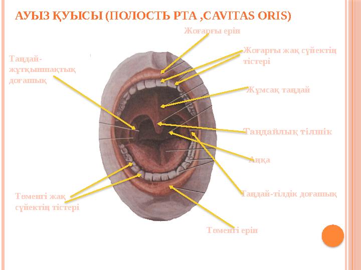 Шәуеттегі ауыз және ерін Шәуеттегі ауыз және ерін