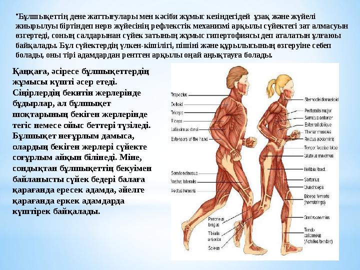 • Бұлшықеттің дене жаттығулары мен кәсіби жұмыс кезіндегідей ұзақ және жүйелі жиырылуы біртіндеп нерв жүйесінің рефлекстік мех