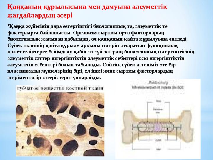 Қаңқаның құрылысына мен дамуына әлеуметтік жағдайлардың әсері • Қаңқа жүйесінің дара өзгергіштігі биологиялық та, әлеуметтік те