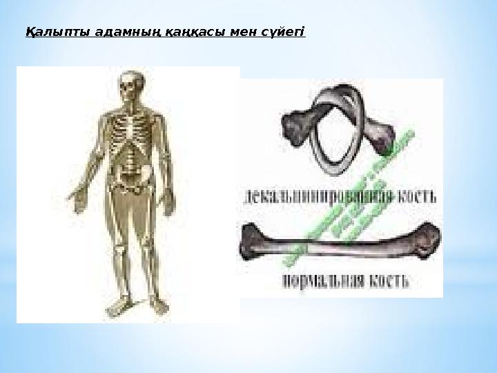 Қалыпты адамның қаңқасы мен сүйегі