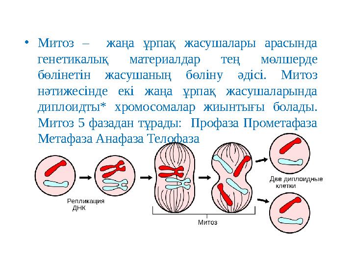 • Митоз – жаңа ұрпақ жасушалары арасында генетикалық материалдар тең мөлшерде бөлінетін жасушаның бөліну әдісі.