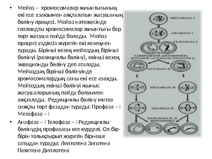 • Мейоз – хромосомалар жиынтығының екі есе азаюымен аяқталатын жасушаның бөліну процесі. Мейоз нәтежесінде гаплоидты хромосо