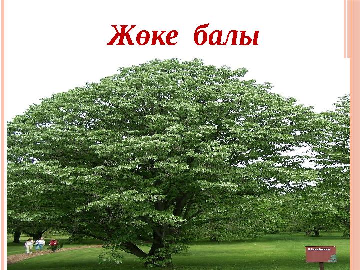 Жөке балы