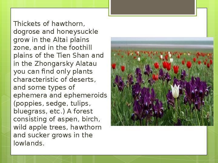 Thickets of hawthorn, dogrose and honeysuckle grow in the Altai plains zone, and in the foothill plains of the Tien Shan and