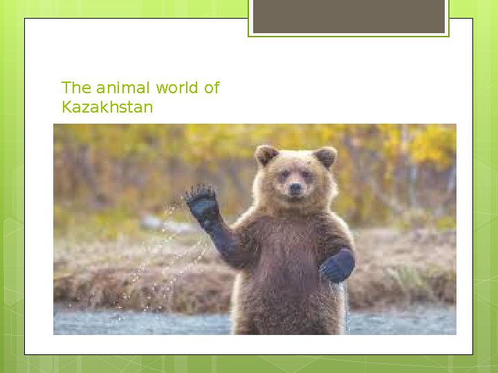 The animal world of Kazakhstan