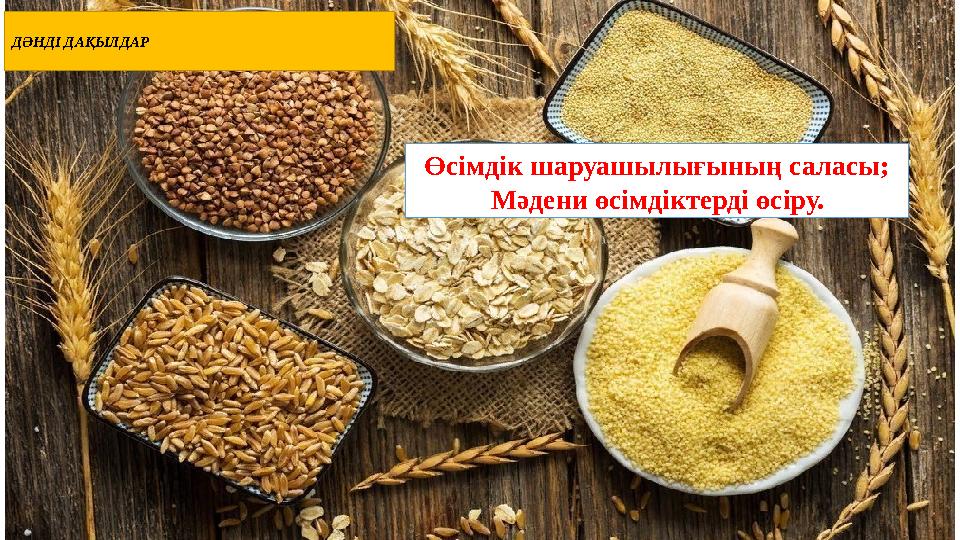 ДӘНДІ ДАҚЫЛДАР Өсімдік шаруашылығының саласы; Мәдени өсімдіктерді өсіру.