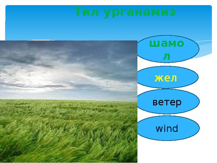 Тил ўрганамиз шамо л жел ветер wind