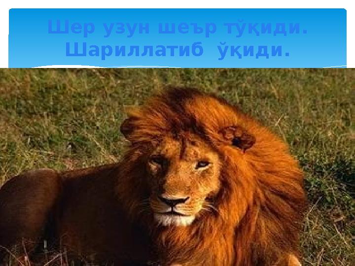 Шер узун шеър тўқиди. Шариллатиб ўқиди.