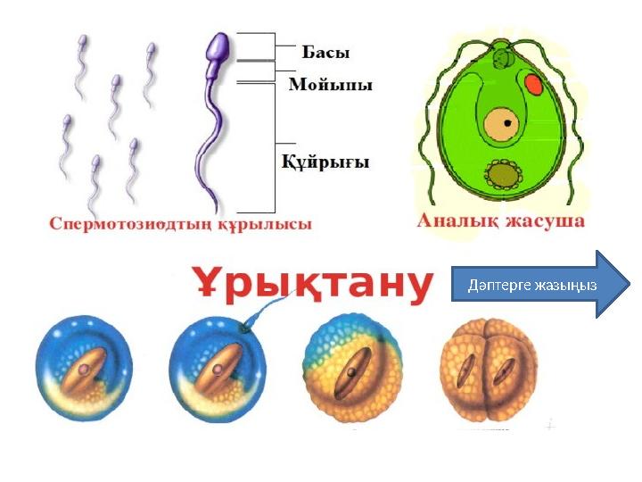 Дәптерге жазыңыз