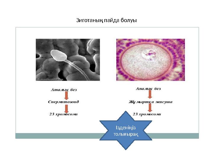 Зиготаның пайда болуы Ізденіңіз толығырақ