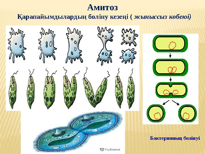 Амитоз Қарапайымдылардың бөліну кезеңі ( жыныссыз көбеюі) Бактерияның бөлінуі