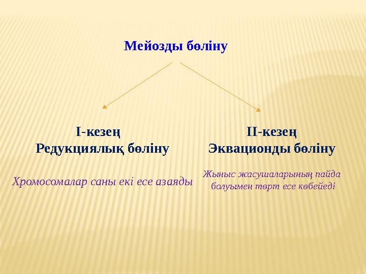 Мейозды бөліну І-кезең Редукциялық бөліну Хромосомалар саны екі есе азаяды ІІ-кезең Эквационды бөліну Жыныс ж