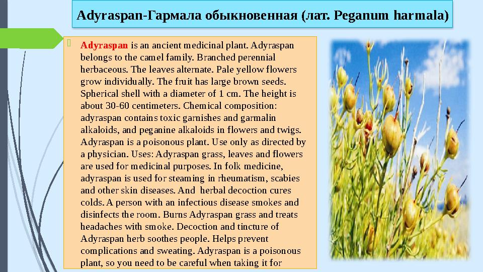  Adyraspan is an ancient medicinal plant. Adyraspan belongs to the camel family. Branched perennial herbaceous. The leaves a
