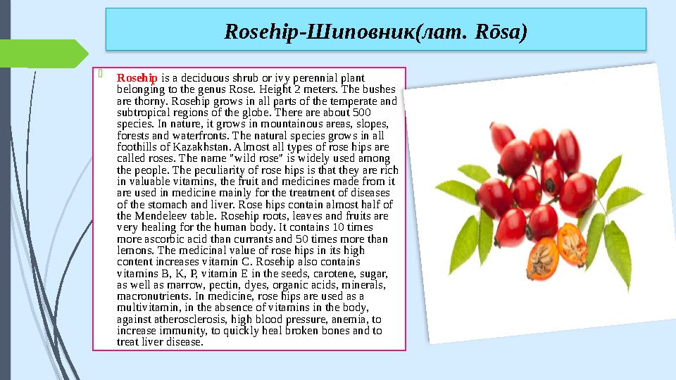  Rosehip is a deciduous shrub or ivy perennial plant belonging to the genus Rose. Height 2 meters. The bushes are thorny. Ro