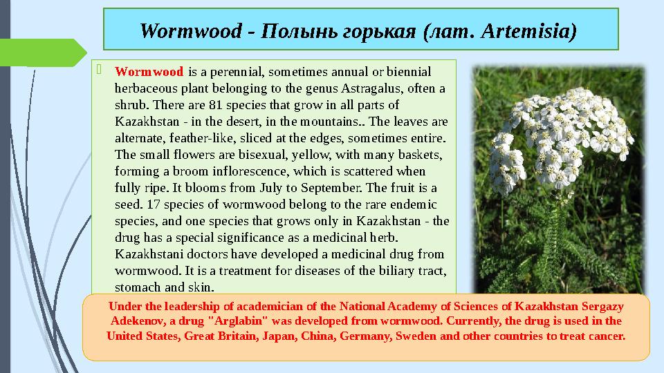  Wormwood is a perennial, sometimes annual or biennial herbaceous plant belonging to the genus Astragalus, often a shrub. Th