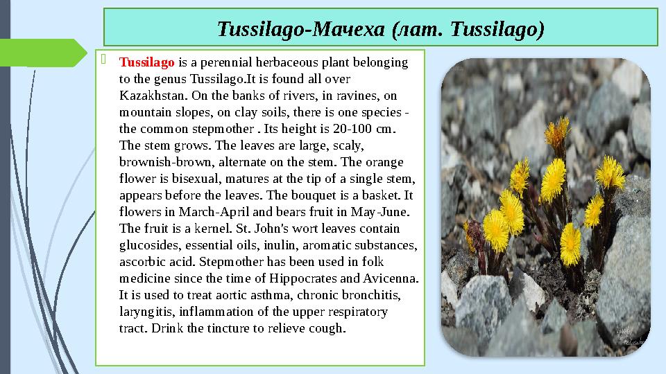  Tussilago is a perennial herbaceous plant belonging to the genus Tussilago.It is found all over Kazakhstan. On the banks of