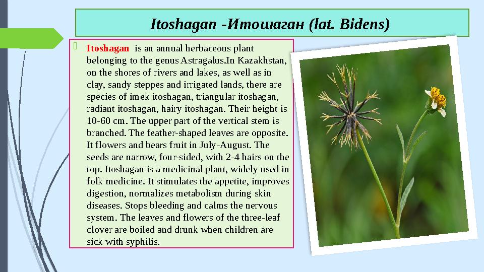  Itoshagan is an annual herbaceous plant belonging to the genus Astragalus.In Kazakhstan, on the shores of rivers and lak