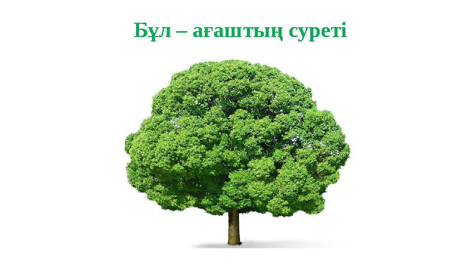 Бұл – ағаштың суреті Бұл – ағаштың суреті