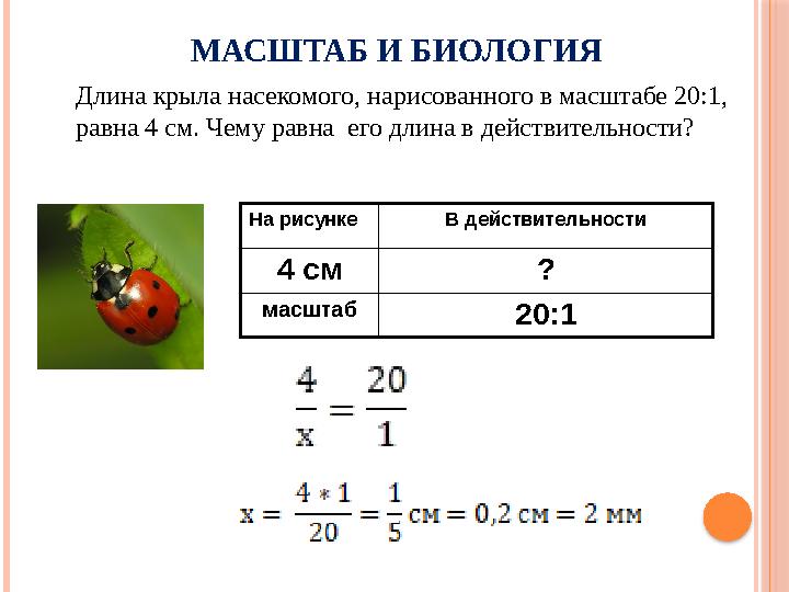 Длина крыла насекомого, нарисованного в масштабе 20:1, равна 4 см. Чему равна его длина в действительности? МАСШТАБ И БИОЛОГИЯ