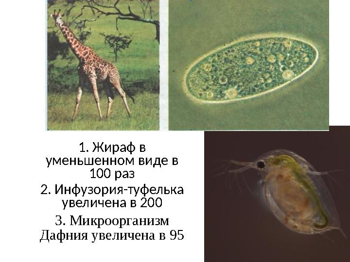 1. Жираф в уменьшенном виде в 100 раз 2. Инфузория-туфелька увеличена в 200 3. Микроорганизм Дафния увеличена в 95