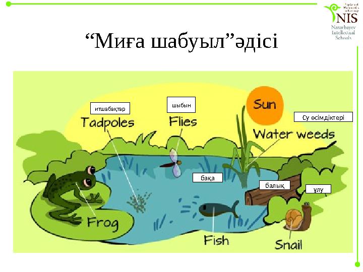 “ Миға шабуыл”әдісі шыбын бақа балық ұлуСу өсімдіктеріитшабақтар