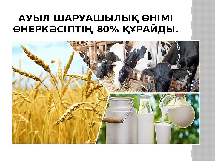 АУЫЛ ШАРУАШЫЛЫҚ ӨНІМІ ӨНЕРКӘСІПТІҢ 80 % ҚҰРАЙДЫ.