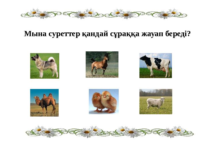 Мына суреттер қандай сұраққа жауап береді?