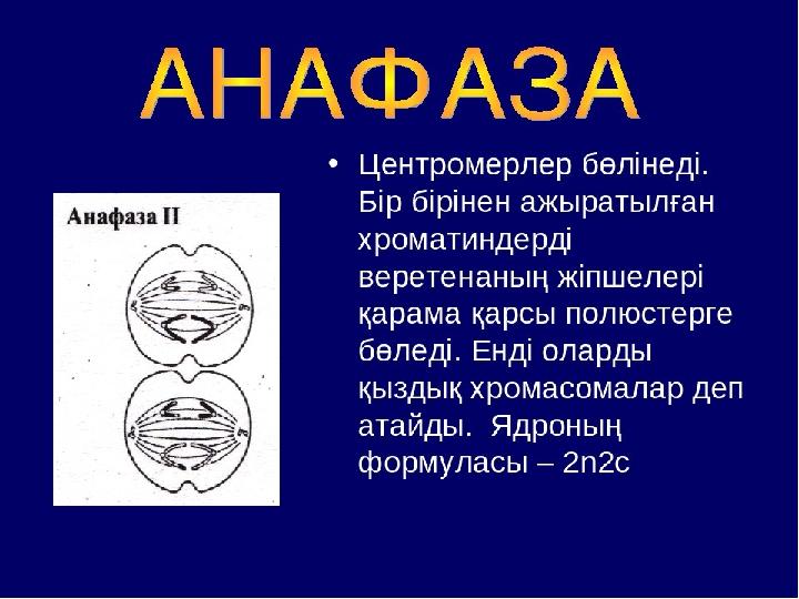 Витамины анафаз. Анафаза 1. Анафаза 2.