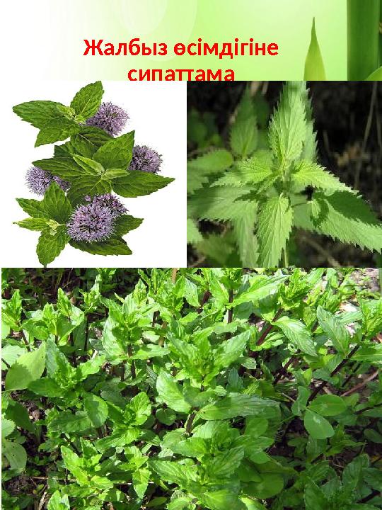 Жалбыз өсімдігіне сипаттама