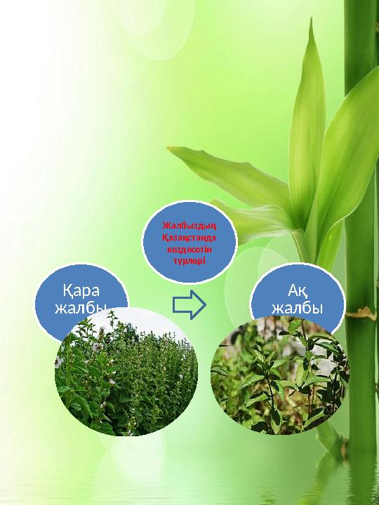 Жалбыздың Қазақстанда кездесетін түрлері Ақ жалбы зҚара жалбы з