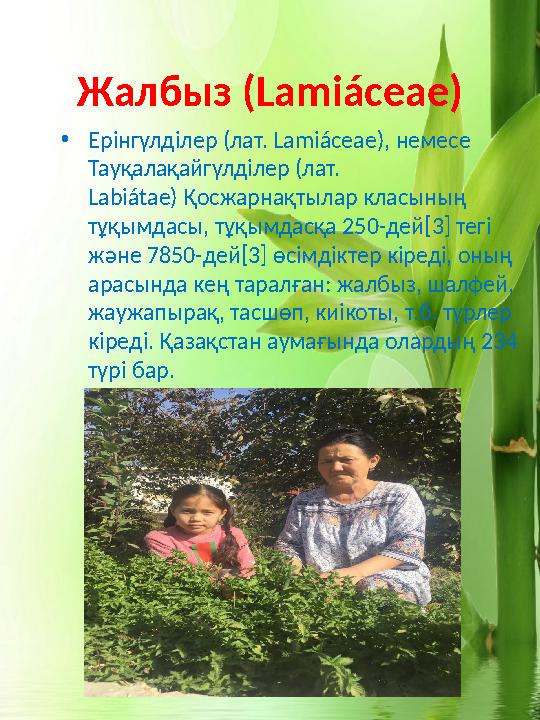 Жалбыз ( Lamiáceae ) • Ерінгүлділер (лат. Lamiáceae), немесе Тауқалақайгүлділер (лат. Labiátae) Қосжарнақтылар класының тұ