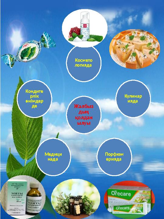 Жалбыз дың қолдан ылуыКосмето логияда Кулинар ияда Порфюм ерияда Медици нада Кондите рлік өнімдер де