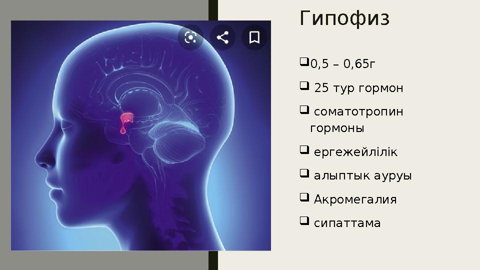 Гипофиз  0,5 – 0,65 г  25 тур гормон  соматотропин гормоны  ерге ж е й л i л i к  алыптык ауруы  Акромегал