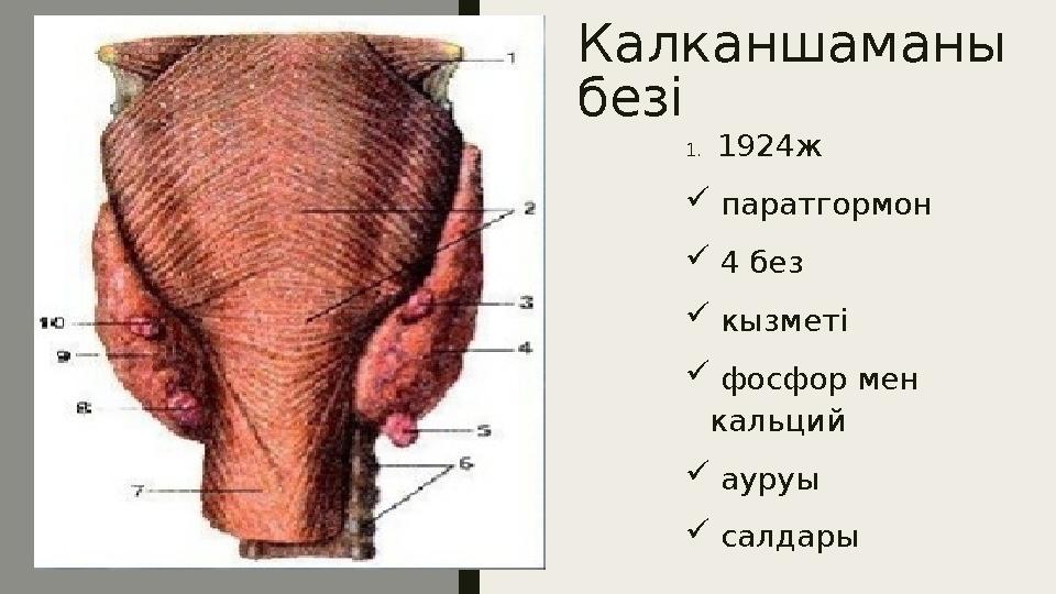 К алканшаманы без i 1. 1924 ж  паратгормон  4 б е з  кызмет i  фосфор мен кальций  ауруы  салдары