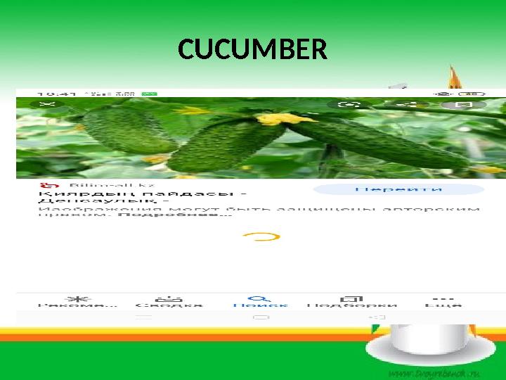 CUCUMBER