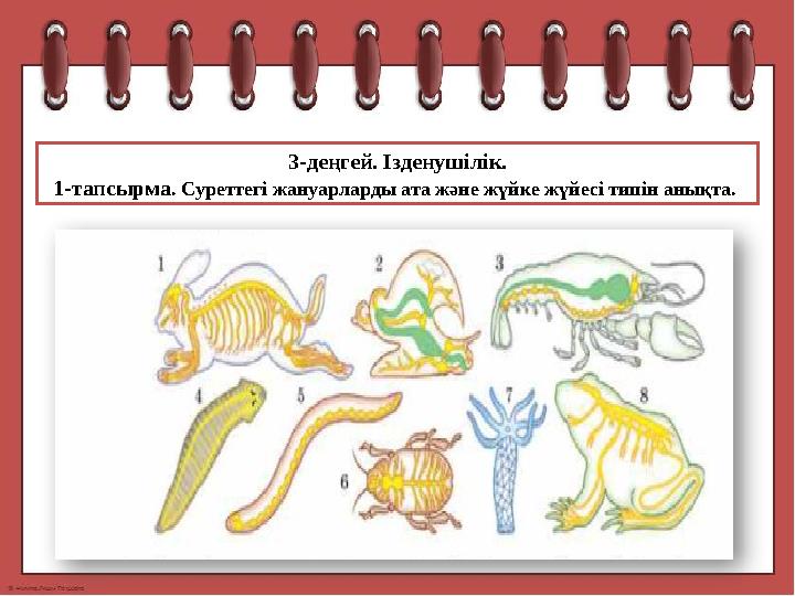 3-деңгей. Ізденушілік. 1-тапсырма . Суреттегі жануарларды ата және жүйке жүйесі типін анықта.