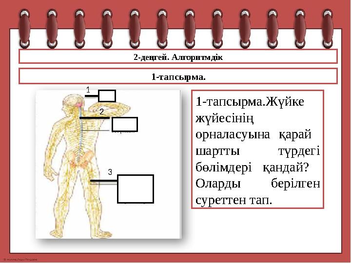 2-деңгей. Алгоритмдік 1-тапсырма.Жүйке жүйесінің орналасуына қарай шартты түрдегі бөлімдері қандай? Оларды берілген