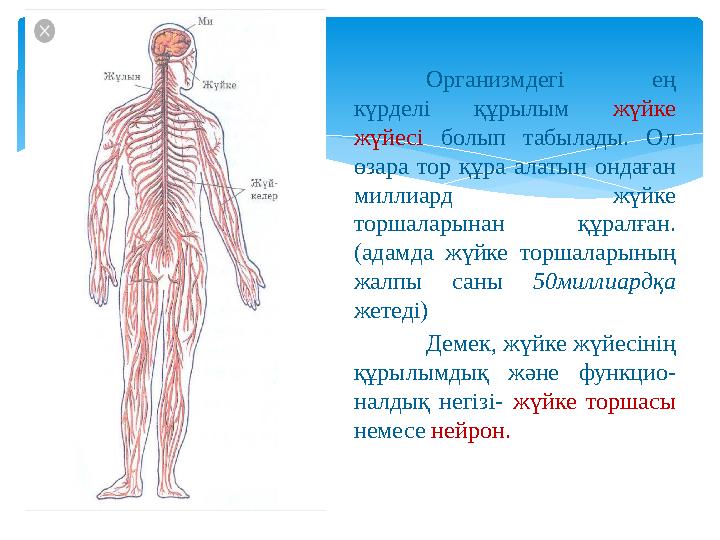 Организмдегі ең күрделі құрылым жүйке жүйесі болып табылады. Ол өзара тор құра алатын ондаған миллиард жүйке тор