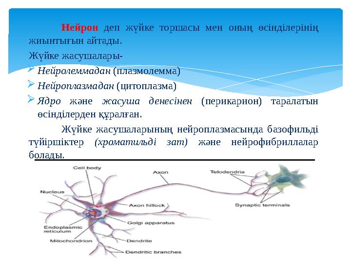 Нейрон деп жүйке торшасы мен оның өсінділерінің жиынтығын айтады. Жүйке жасушалары-  Нейролеммадан (плазмолемма)  Н
