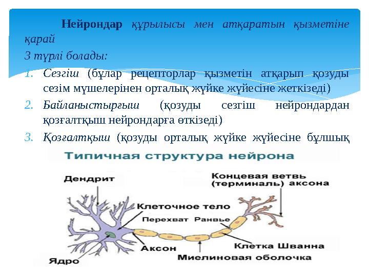 Нейрондар құрылысы мен атқаратын қызметіне қарай 3 түрлі болады: 1. Сезгіш (бұлар рецепторлар қызметін атқарып қозу