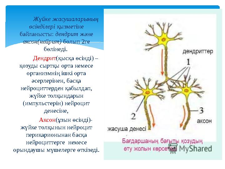 Жүйке жасушаларының өсінділері қызметіне байланысты: дендрит және аксон(нейрит) болып 2ге бөлінеді. Дендрит (қысқа өсін