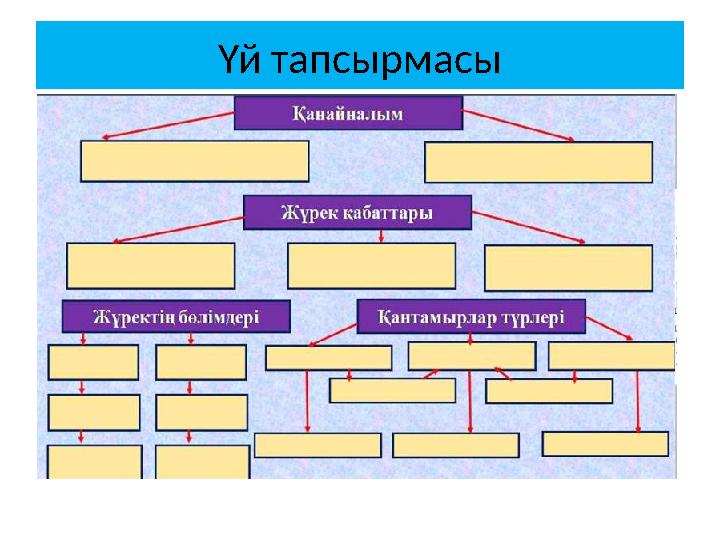 Үй тапсырмасы