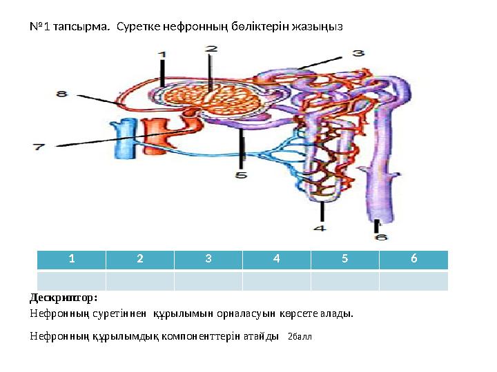 № 1 тапсырма. Суретке нефронның бөліктерін жазыңыз Дескриптор: Нефронның суретіннен құрылымын орналасуын көрсете алады. Нефрон