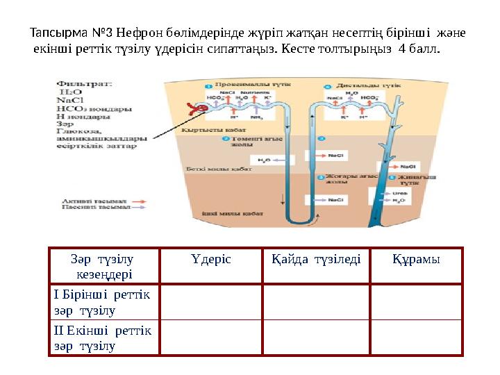 Тапсырма №3 Нефрон бөлімдерінде жүріп жатқан несептің бірінші және екінші реттік түзілу үдерісін сипаттаңыз. Кесте толтырыңы