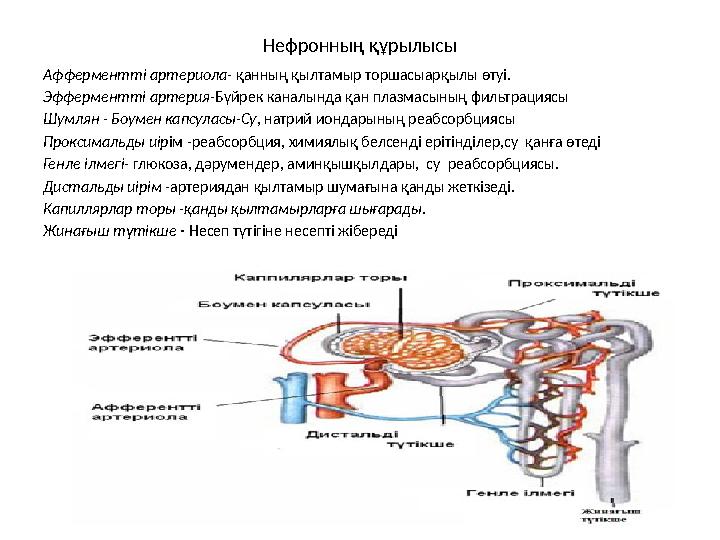 Нефронн ың құрылысы Афферментт і артериола- қанның қылтамыр торшасыарқылы өтуі. Эфферментті артерия -Бүйрек каналында қан плазм